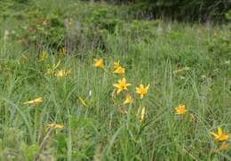Image of Hemerocallis middendorffii var. esculenta (Koidz.) Ohwi