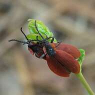 Plancia ëd Lycus sanguinipennis Say 1823