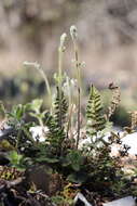 Imagem de Myriopteris lanosa (Michx.) Grusz & Windham