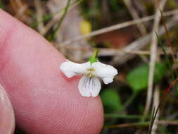 Image of Viola lyallii Hook. fil.