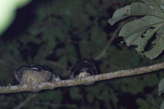 Image of Band-bellied Owl