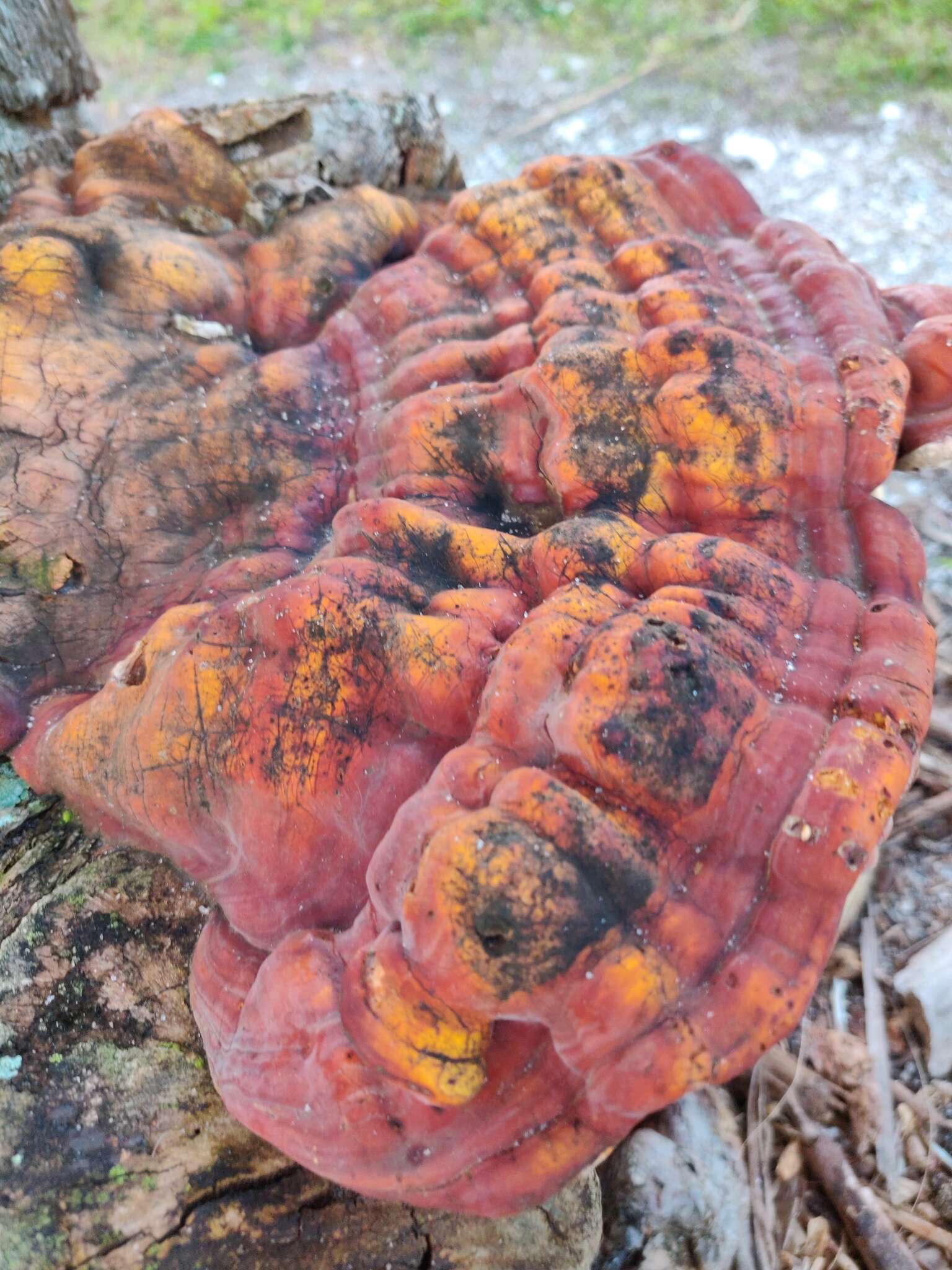 Ganoderma zonatum Murrill 1902的圖片