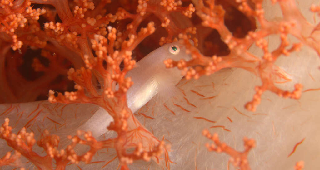 Image of Soft coral ghostgoby