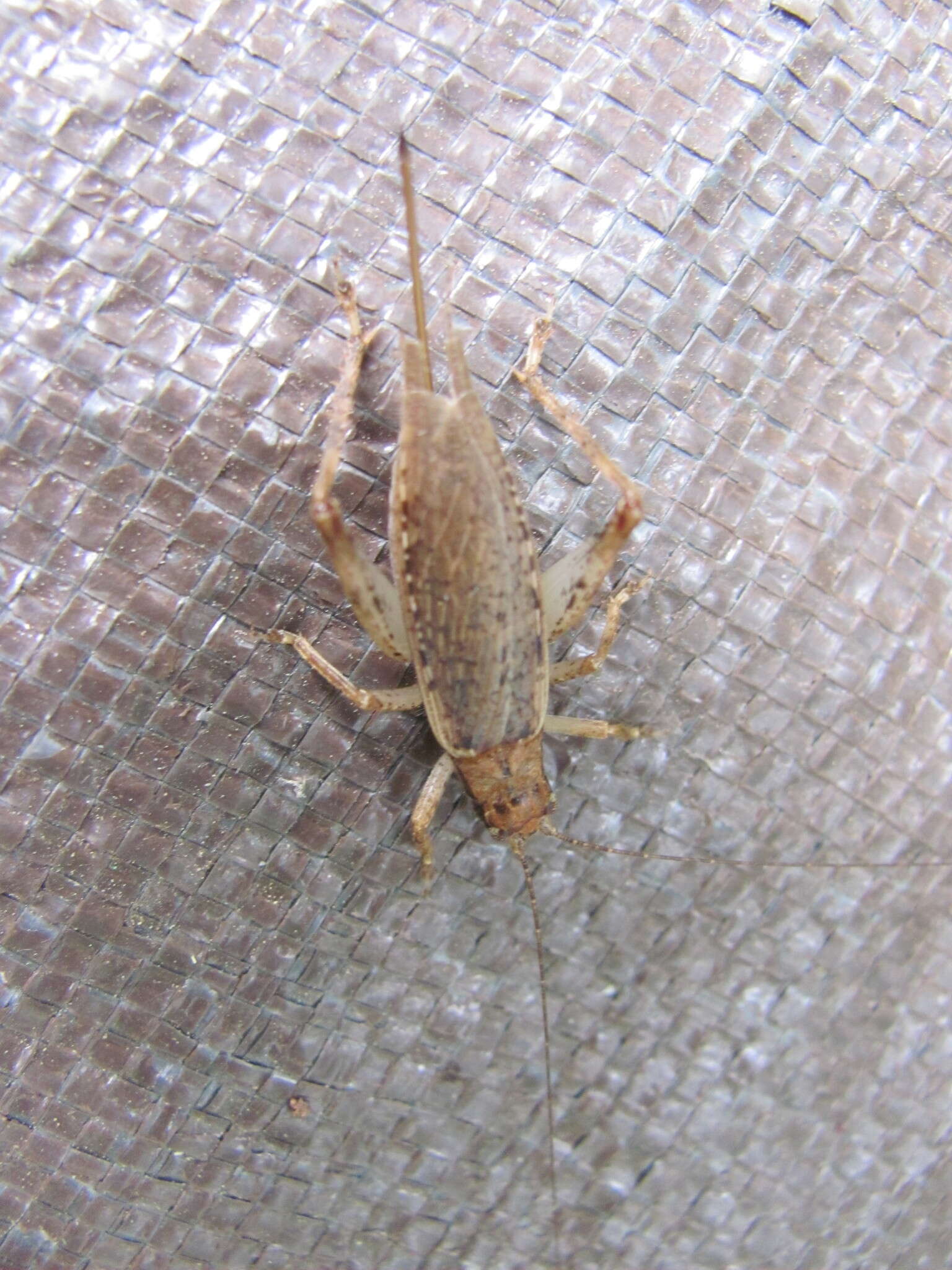 Image of Jumping Bush Cricket