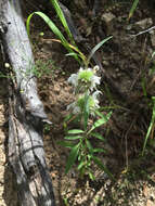 Image of lemon beebalm