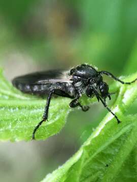 Image of Bibio albipennis Say 1823