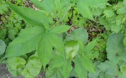 Arisaema serratum var. serratum的圖片