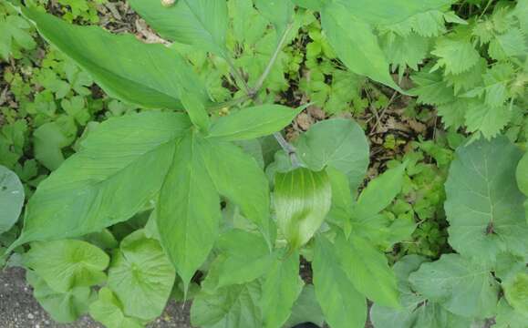 Image of Arisaema serratum var. serratum