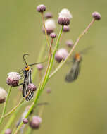 Image de Ctenucha vittigerum Blanchard 1852