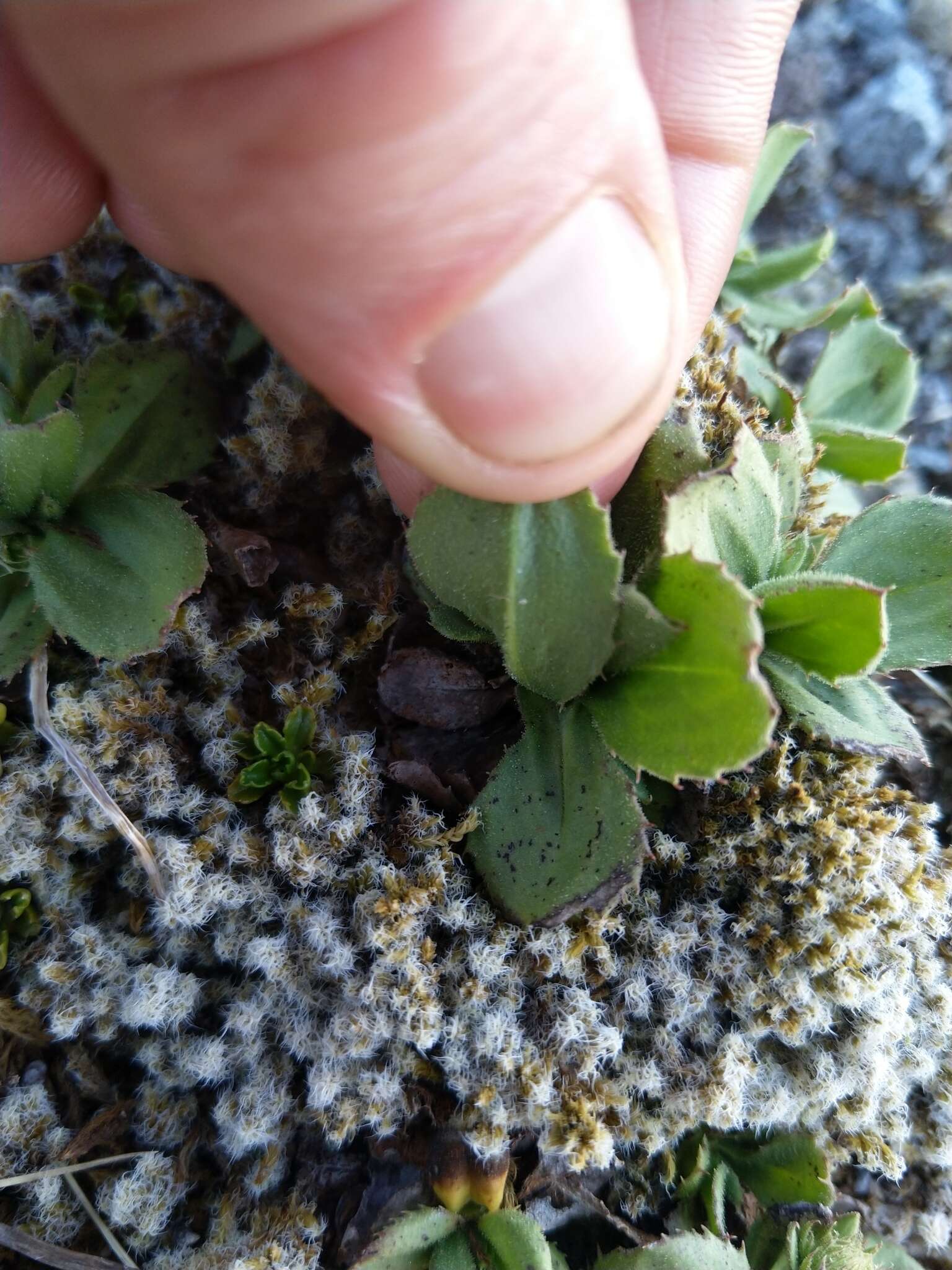 Plancia ëd Celmisia glandulosa var. latifolia Cockayne