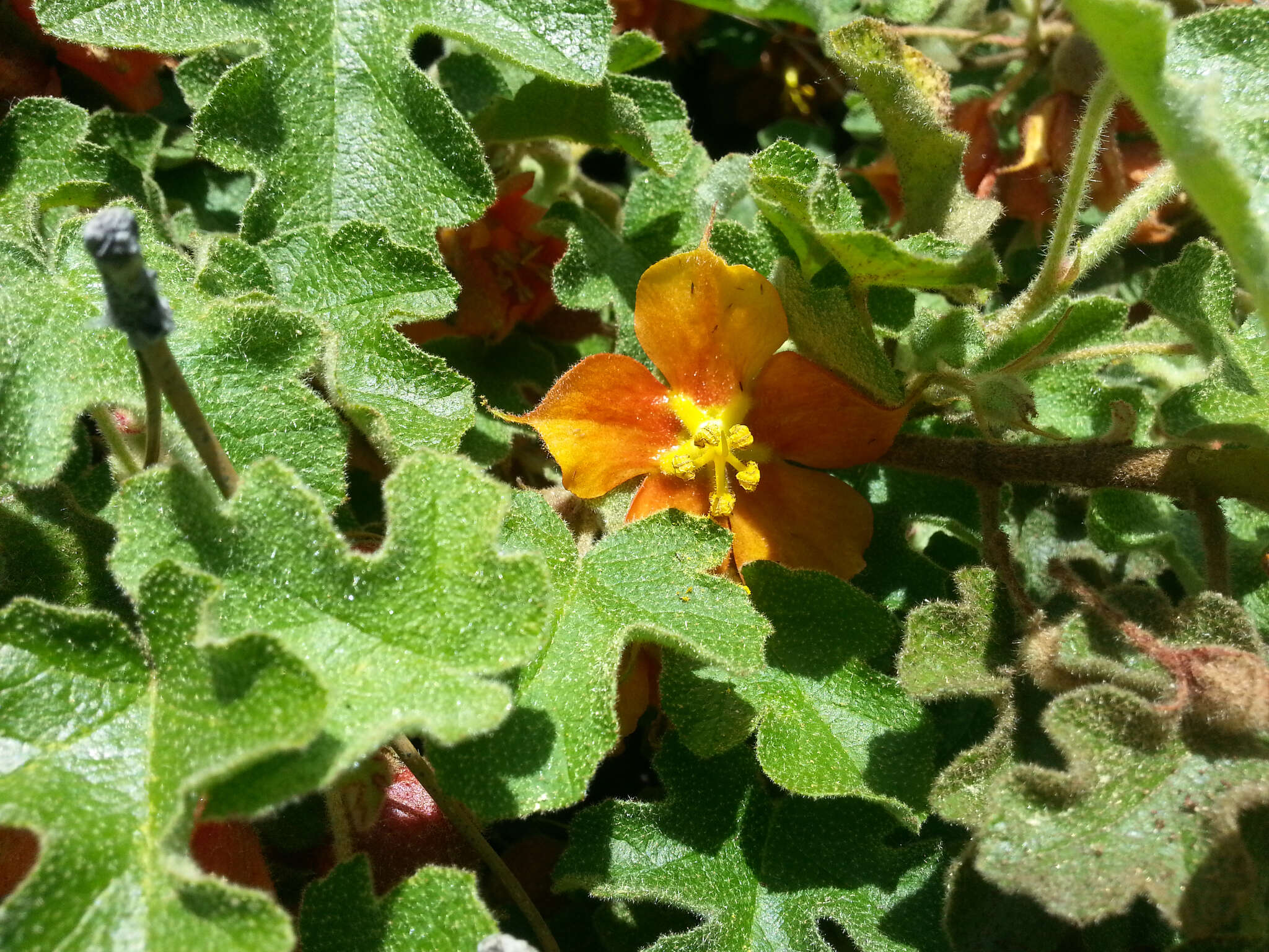 Image of Pine Hill flannelbush