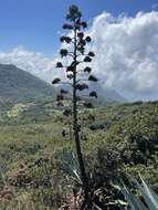 Image of Agave parvidentata Trel.