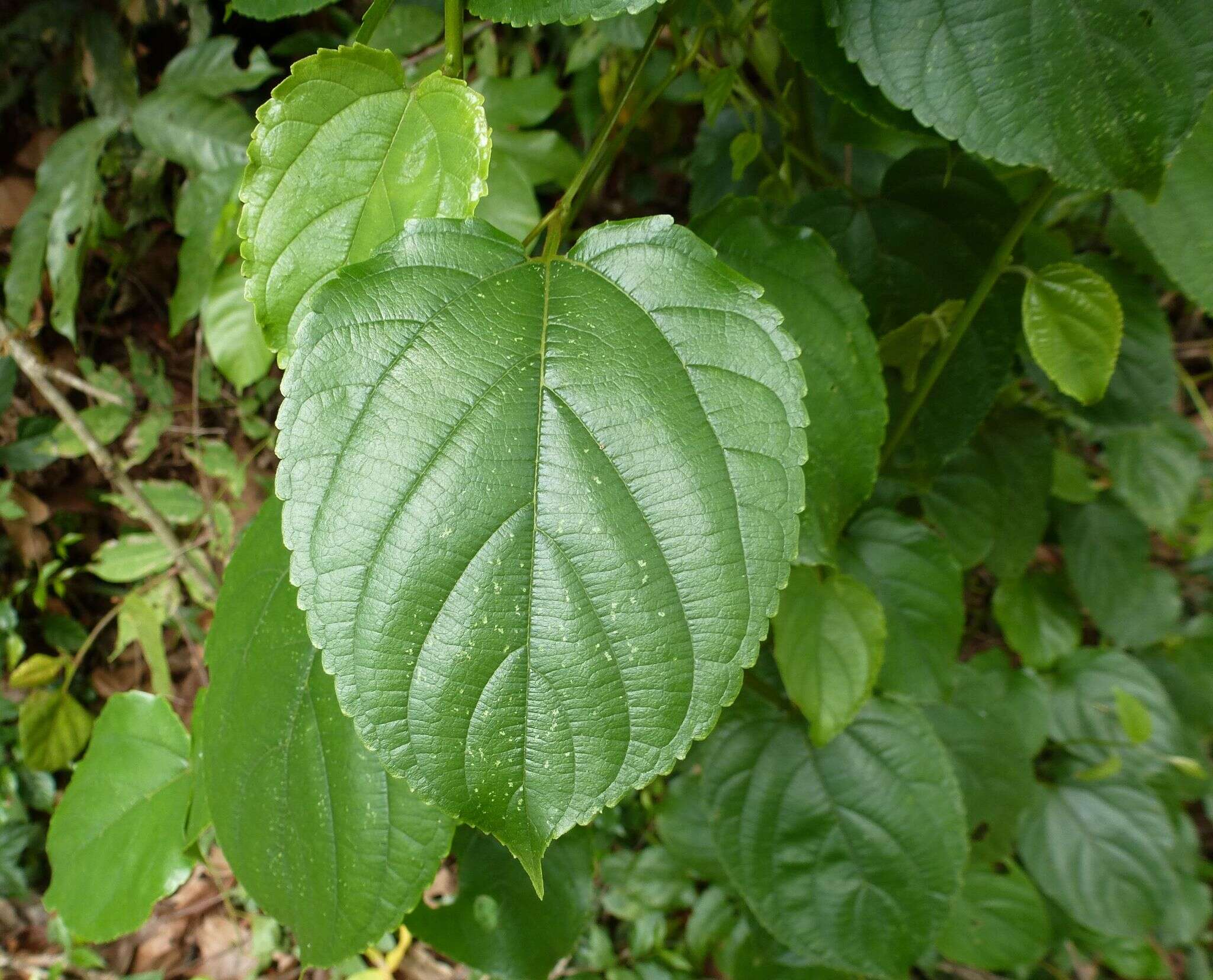 Image of Gouania longipetala Hemsl.