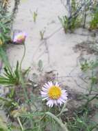 Image of Blochman's erigeron