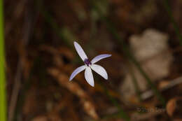 Image of Dainty blue china orchid