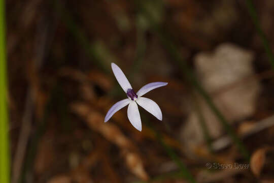 Image of Dainty blue china orchid