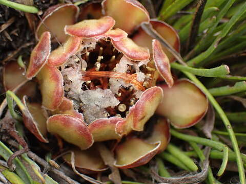 Image of Protea intonsa Rourke