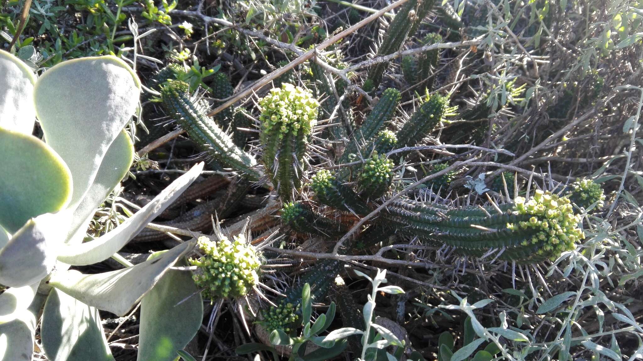 Слика од Euphorbia mammillaris L.