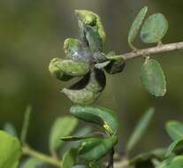 Image de Gyropsylla ilecis (Ashmead 1881)