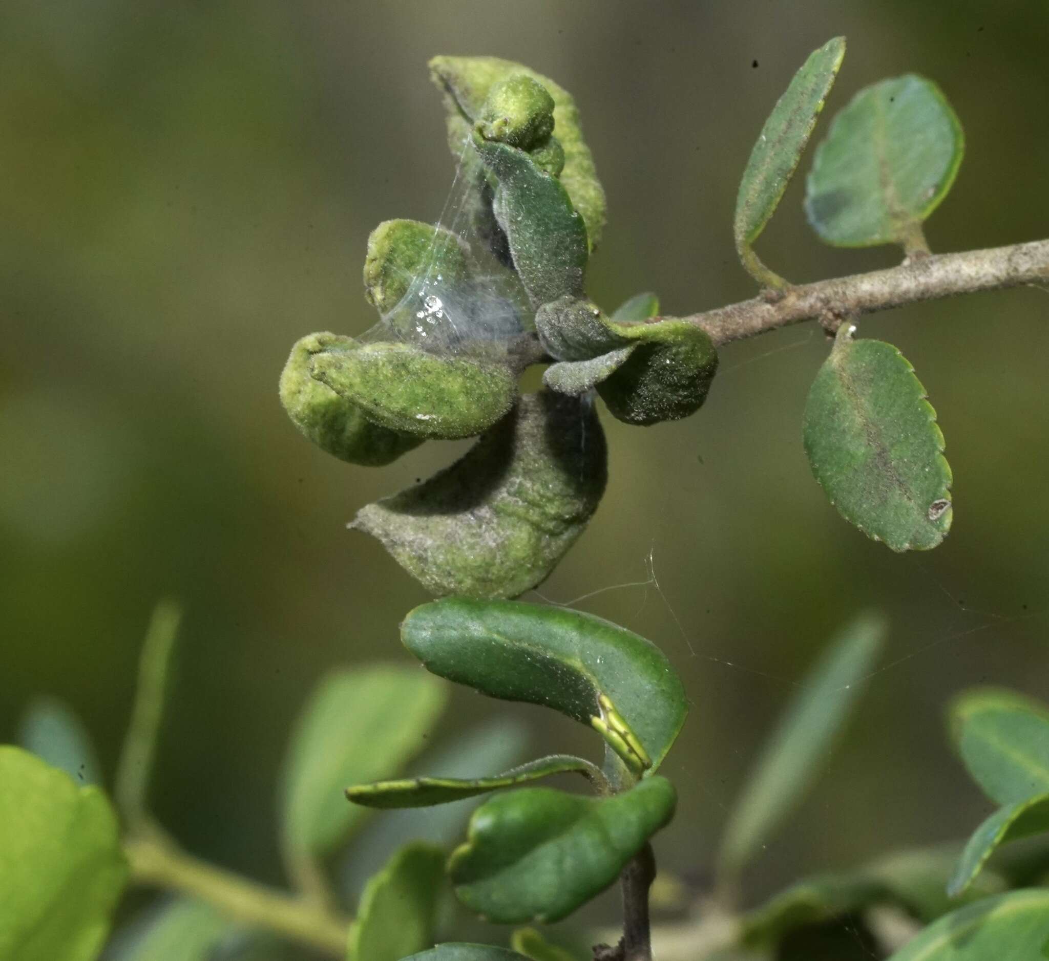 Image de Gyropsylla ilecis (Ashmead 1881)