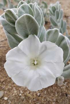 Image of Convolvulus persicus L.