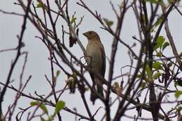 Image of Common Rosefinch