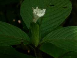 Image of Ruellia leonardiana