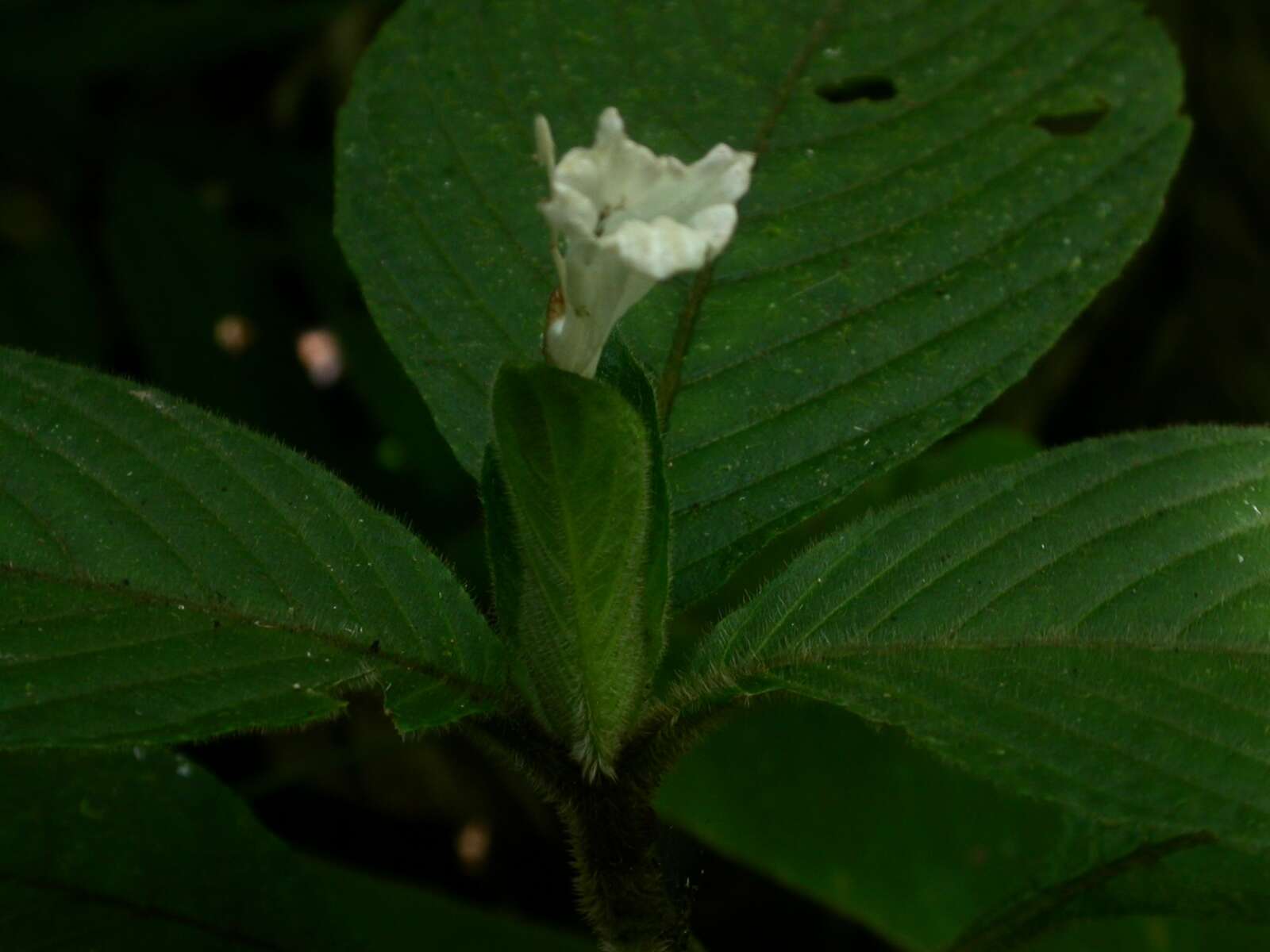 Image of Ruellia leonardiana