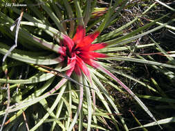 Image of Fascicularia bicolor subsp. bicolor