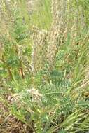 Imagem de Astragalus bisulcatus var. haydenianus (A. Gray) Barneby