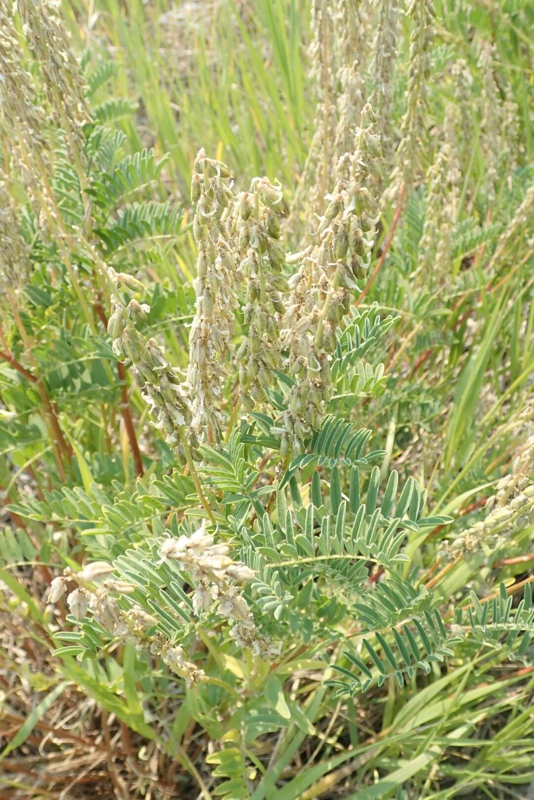 صورة Astragalus bisulcatus var. haydenianus (A. Gray) Barneby