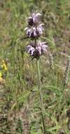 Image of basil beebalm