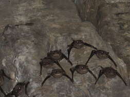 Image de Black-bearded Tomb Bat