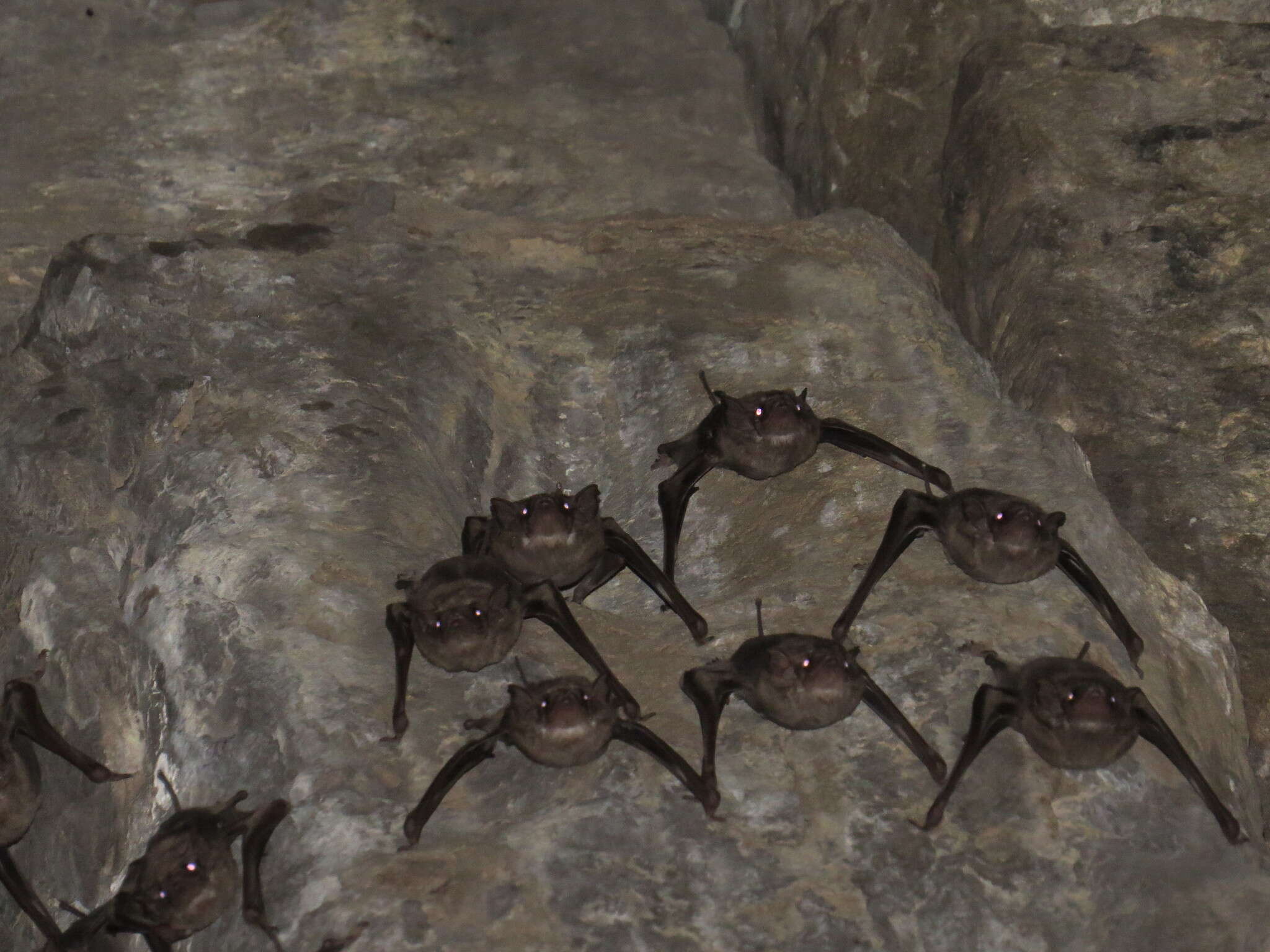 Image of Black-bearded Tomb Bat
