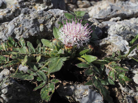 Image of Centaurea raphanina subsp. raphanina