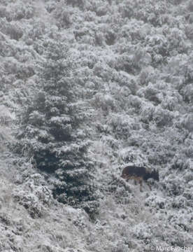 Image of Sumatran serow