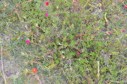 Image of Moss-rose Purslane