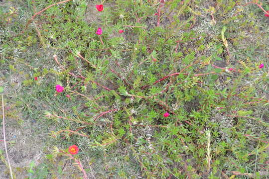 Image of Moss-rose Purslane