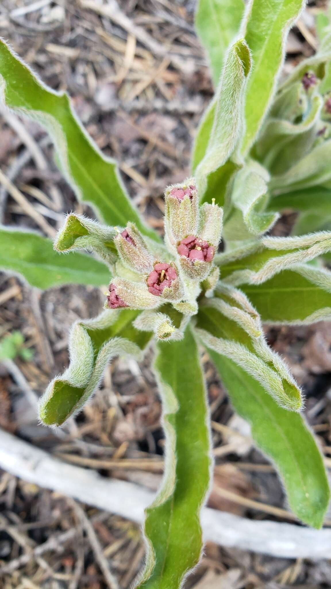 Plancia ëd Andersonglossum occidentale (A. Gray) J. I. Cohen