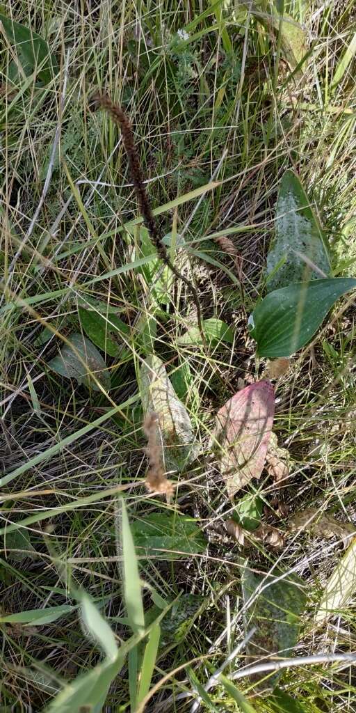 Imagem de Plantago cornuti Gouan