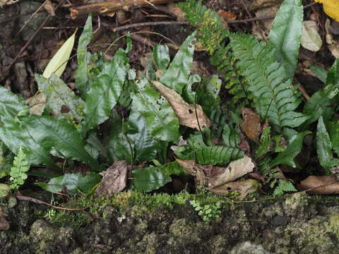 Image of Hymenasplenium pseudobscurum Viane