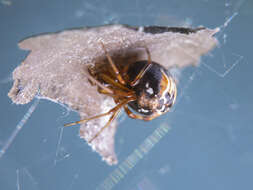 Image of Parasteatoda lunata (Clerck 1757)