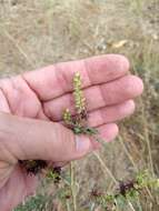 Image de Ambrosia acanthicarpa Hook.