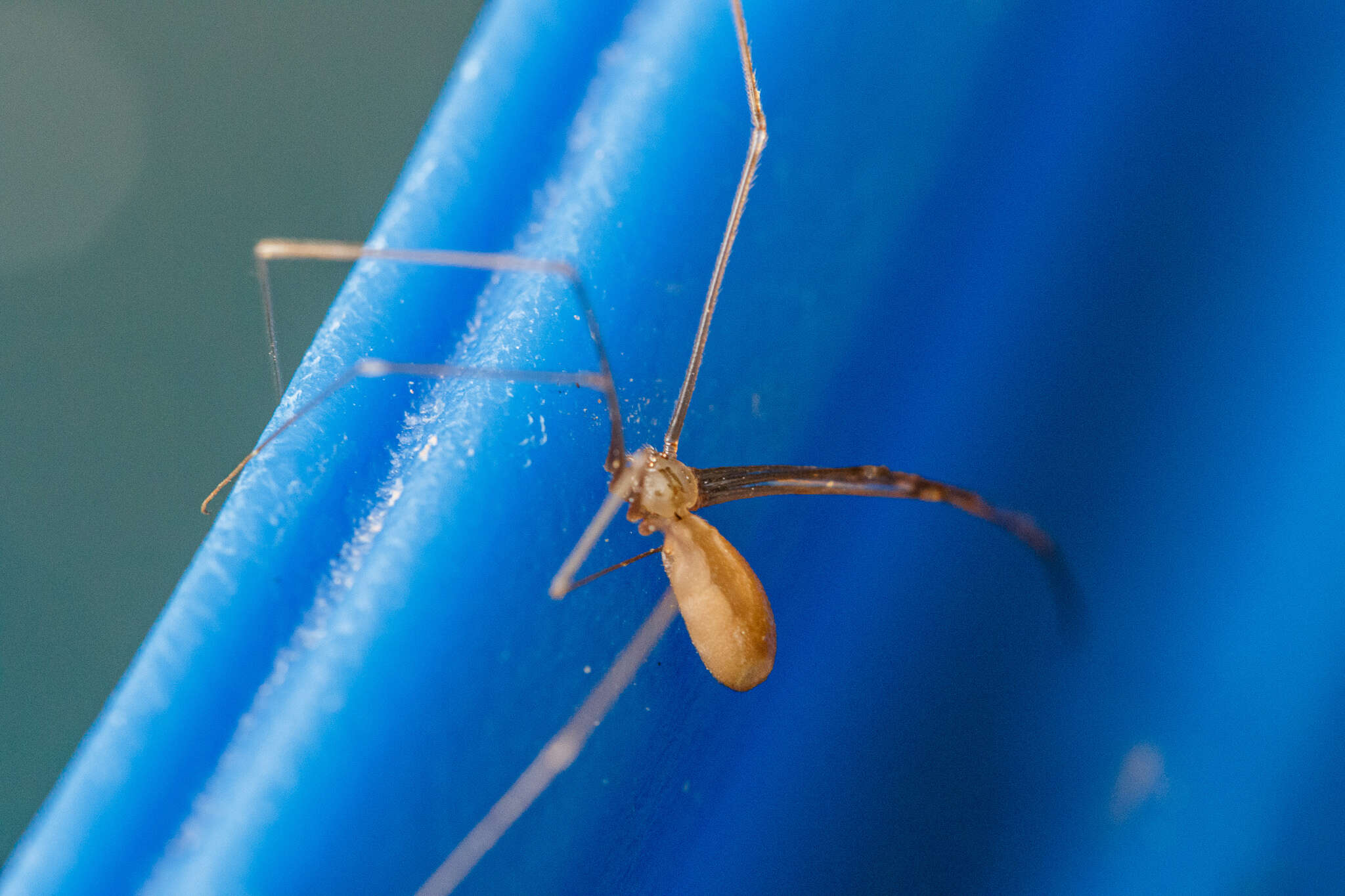 Daddy-long-legs spider - Pholcus opilionoides 