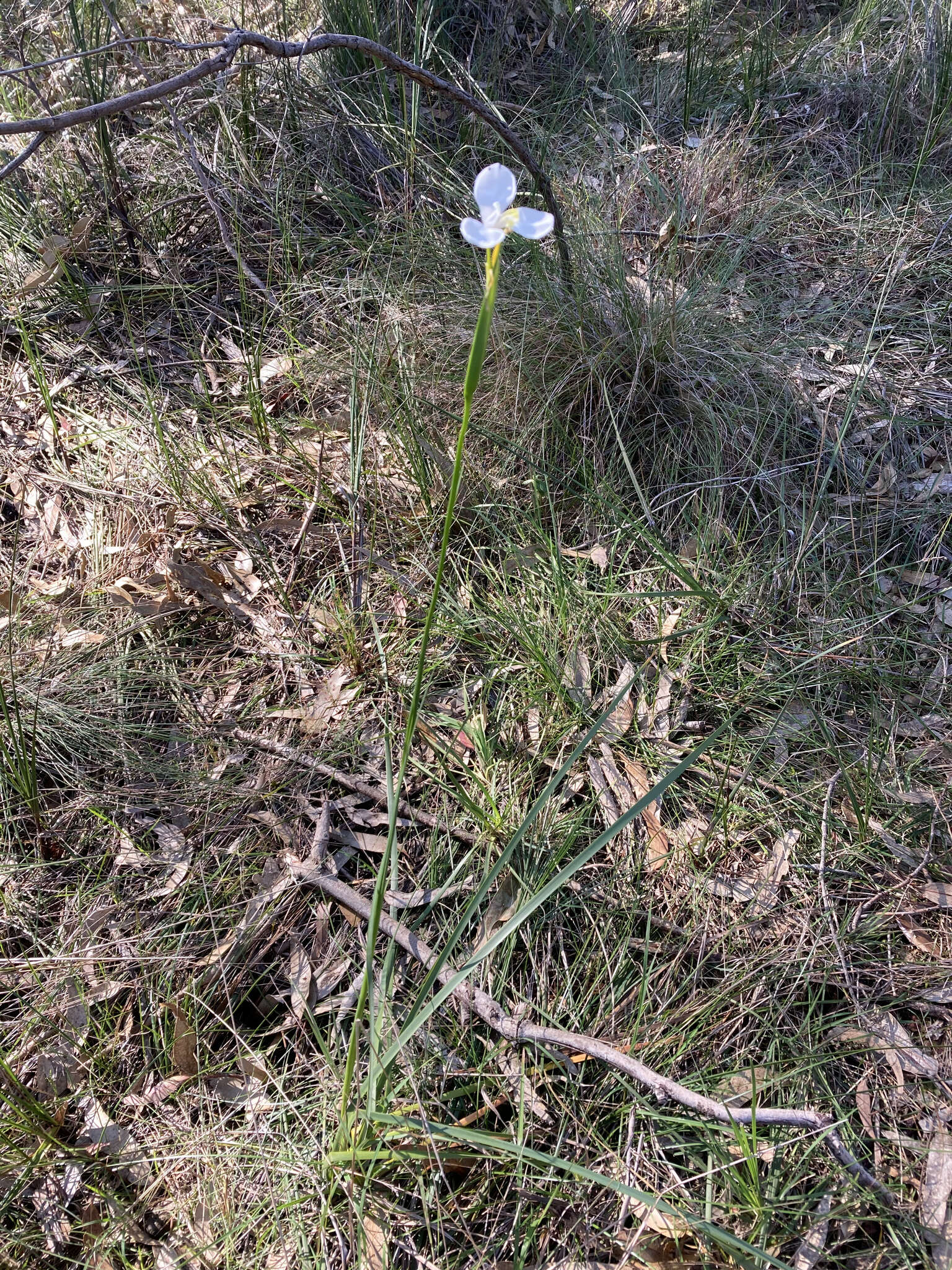 Imagem de Diplarrena moraea Labill.