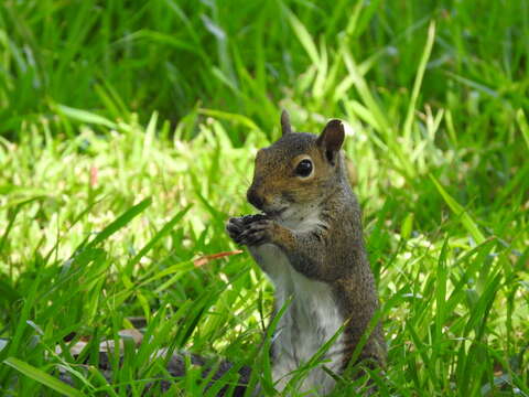 Image of Sciurus carolinensis fuliginosus Bachman 1839