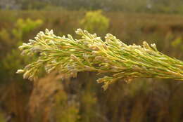 Plancia ëd Leucadendron ericifolium R. Br.