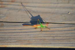 Sivun Conocephalus (Conocephalus) brevipennis (Scudder & S. H. 1862) kuva