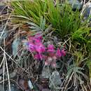 Plancia ëd Oxytropis stenophylla Bunge