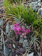 Image de Oxytropis stenophylla Bunge